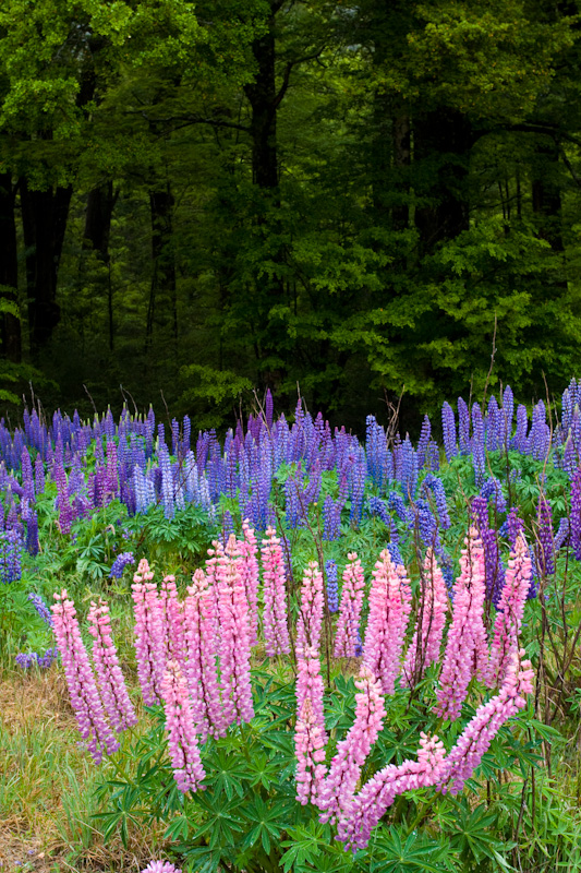 Lupines At Forest Edge